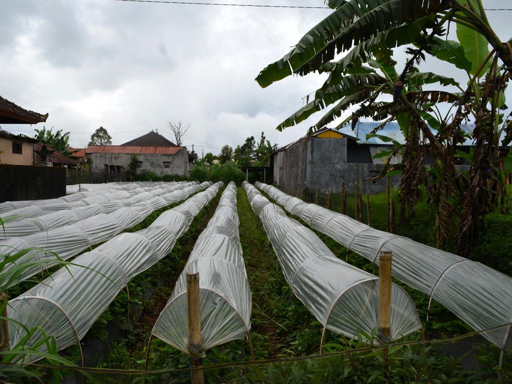 Dajan Buyan Homestay Bedugul  Exterior photo